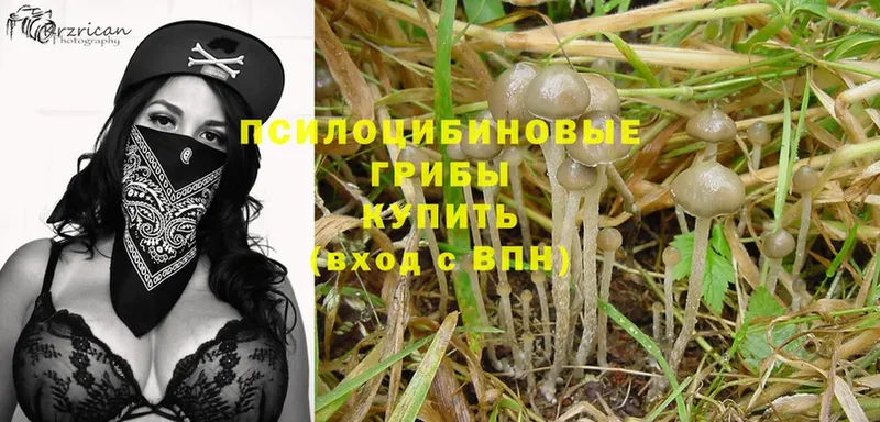 Галлюциногенные грибы Psilocybe  Барыш 